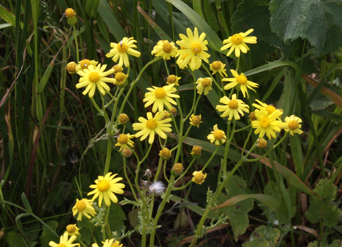 Senecio vernalis